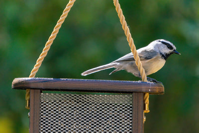 Discover the Fascinating History of Bird Feeding!