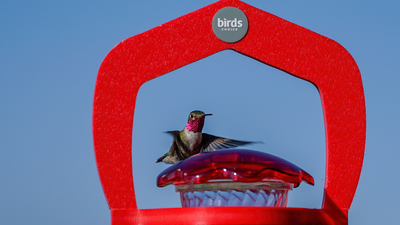 Hum a little tune | Attract hummingbirds to your garden