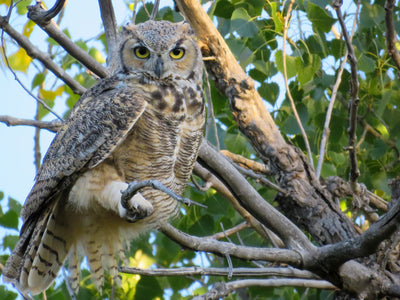 Happy Owl-o-ween! | WHO should fear owls in our backyards? (mice)