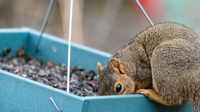 Create a Squirrel-free Zone