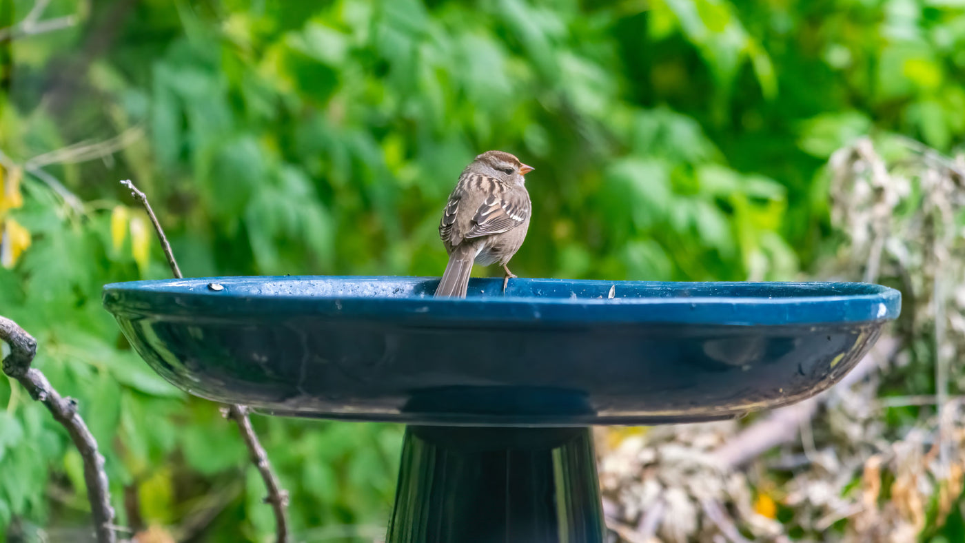 Bird bath made in the USA with crowned sparrow