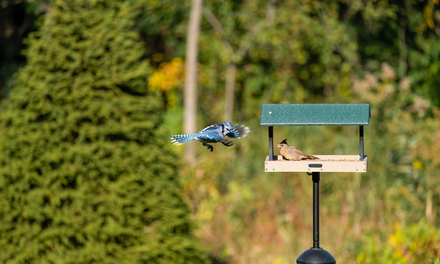 Bluejay flying towards Birds Choice hopper bird feeder.