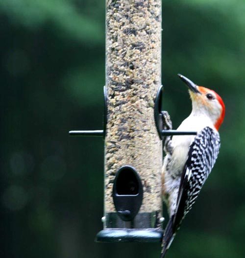 Woodpecker on a tube feeder- shop all tube bird feeders