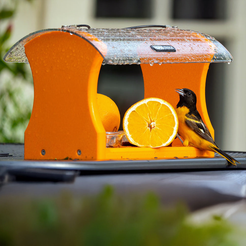 リアルファー オレンジ rotiny Revillon leinwande Recycled Oriole Bird Feeder for Oranges and Jelly in Orange