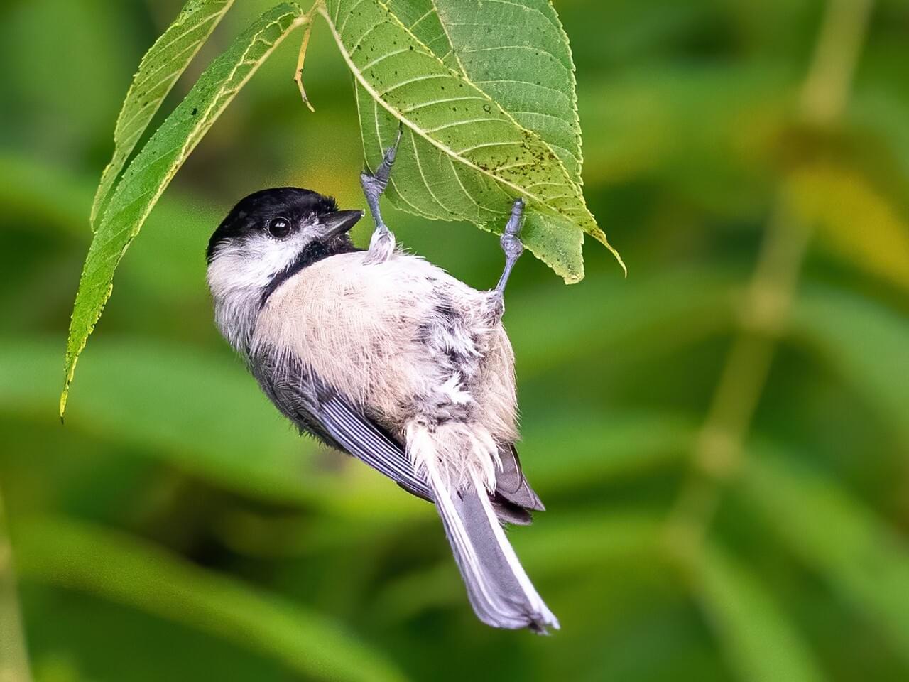a chickadee clings upside down to a leaf