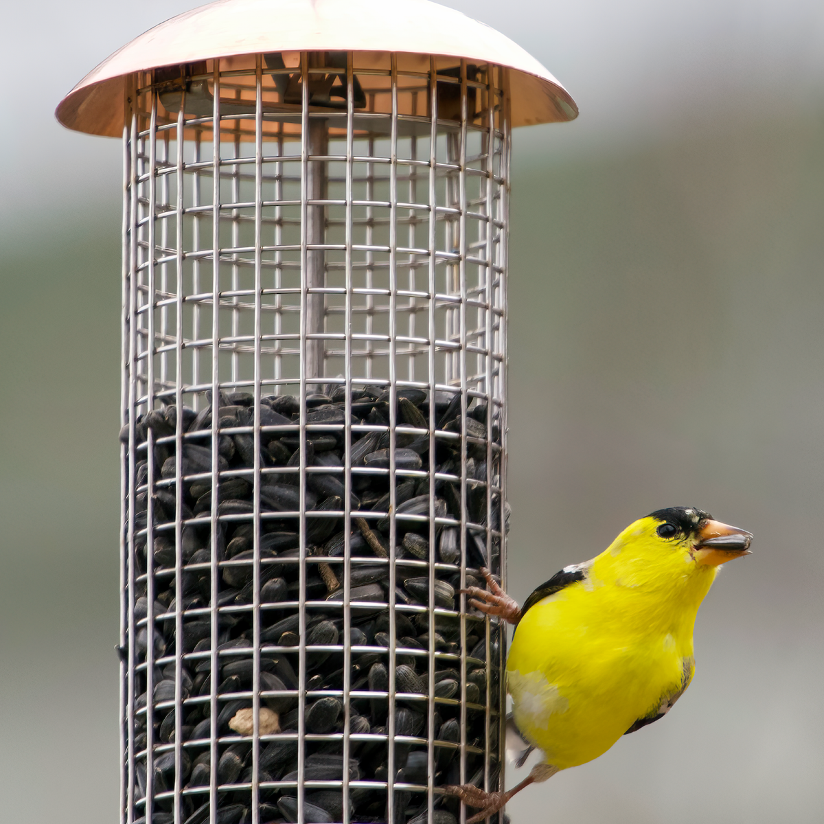 Bird Feeding Myths, Debunked