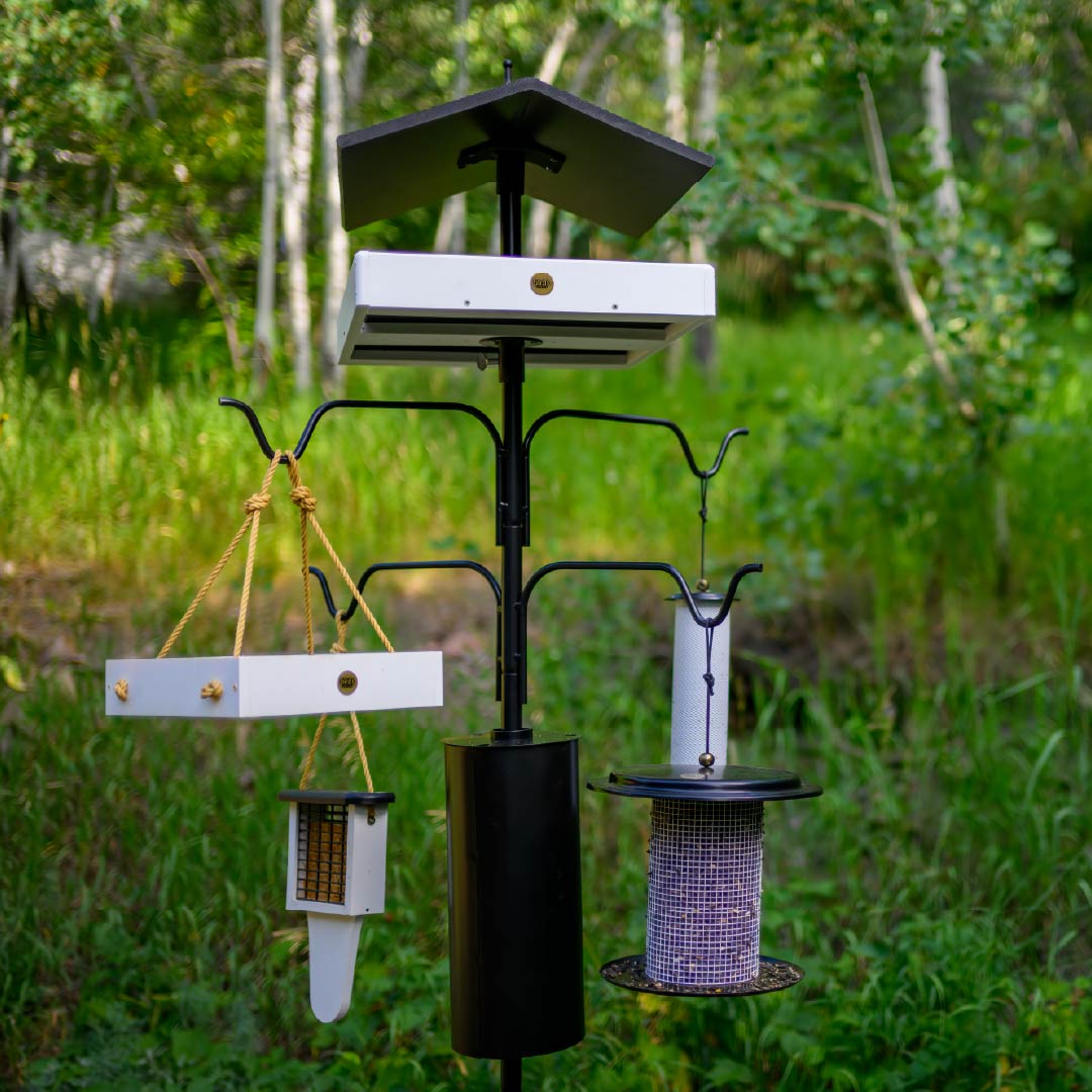 Setting Up Your First Bird Feeding Station