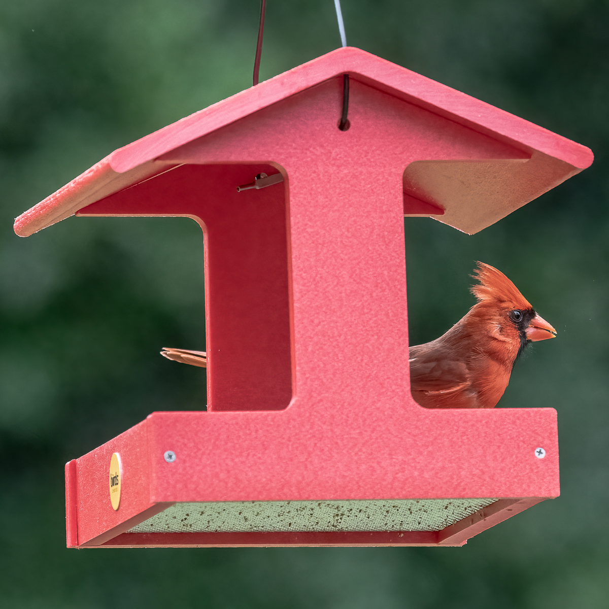 The Best Backyard Birds to Start With