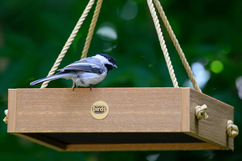 How to Attract More Birds to Your Backyard Feeder