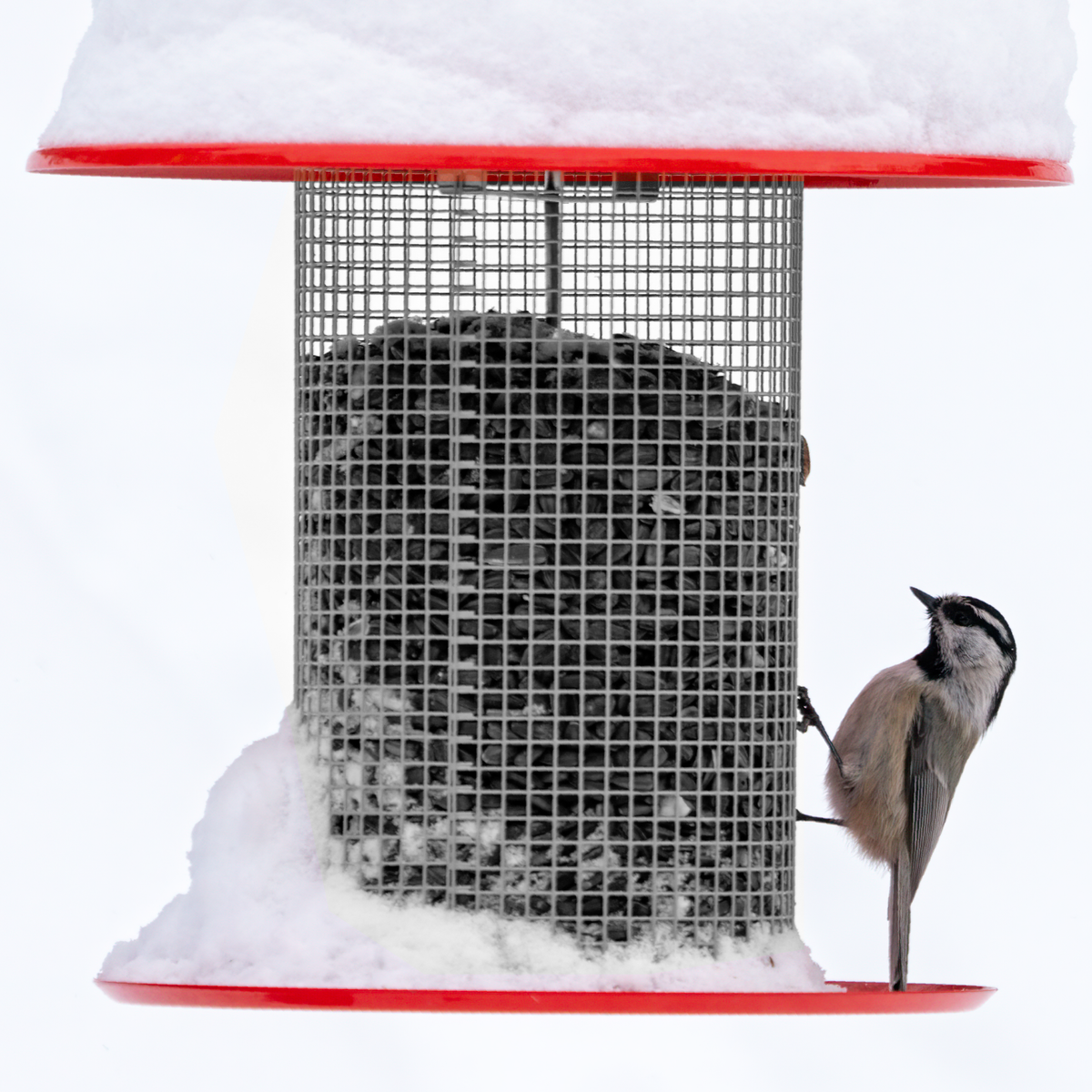 What's Happening in Your Yard Right Now