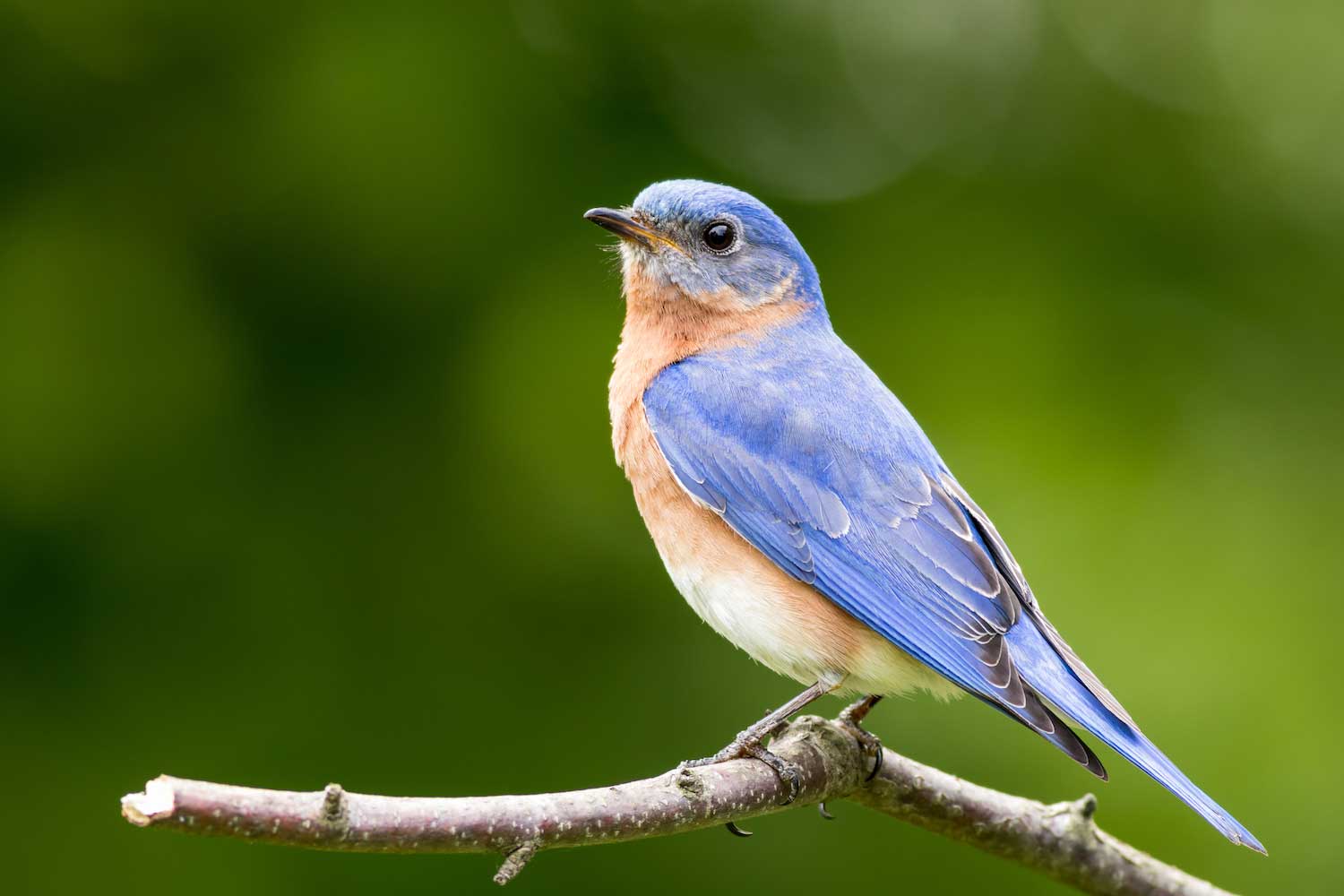 How to Create the Perfect Summer Birding Backyard
