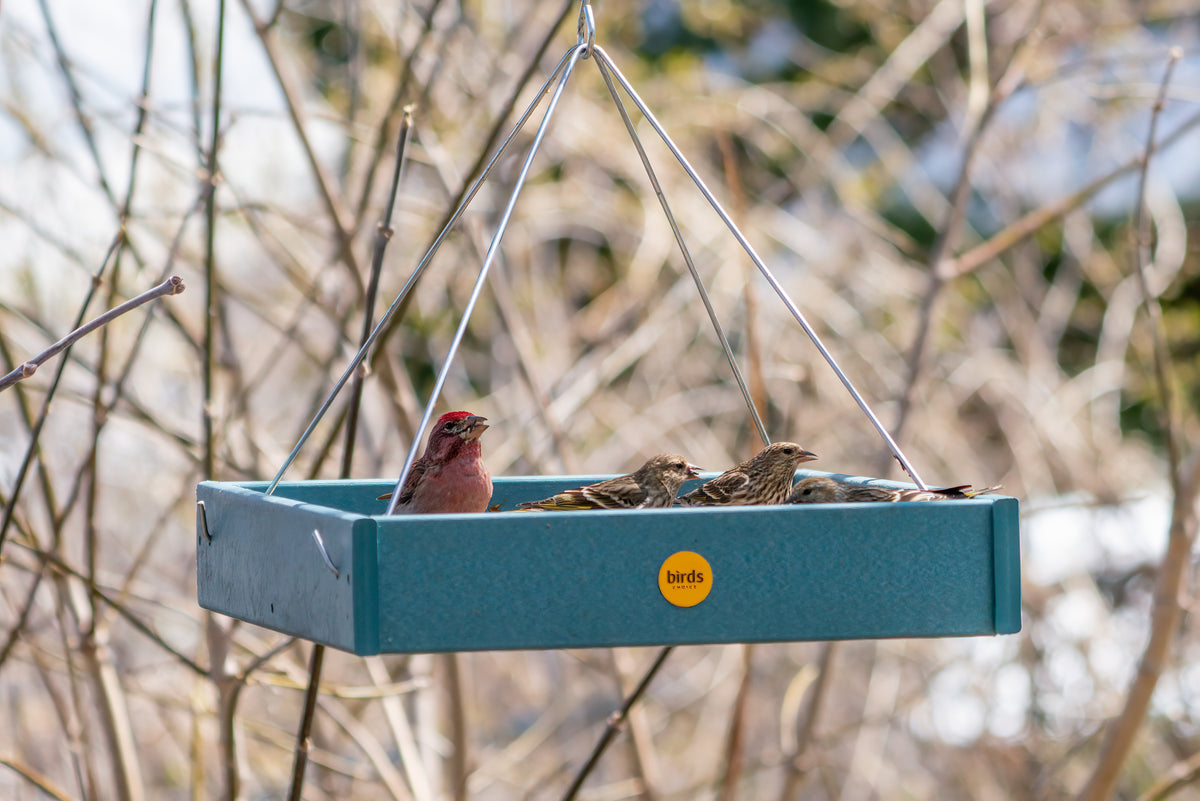 a cassin's finch and pine siskins sit in a birds choice recycled plastic bird feeder