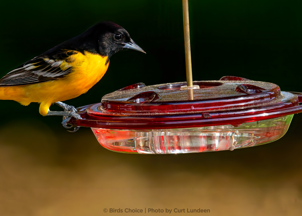 a baltimore oriole uses a Birds Choice oriole feeder