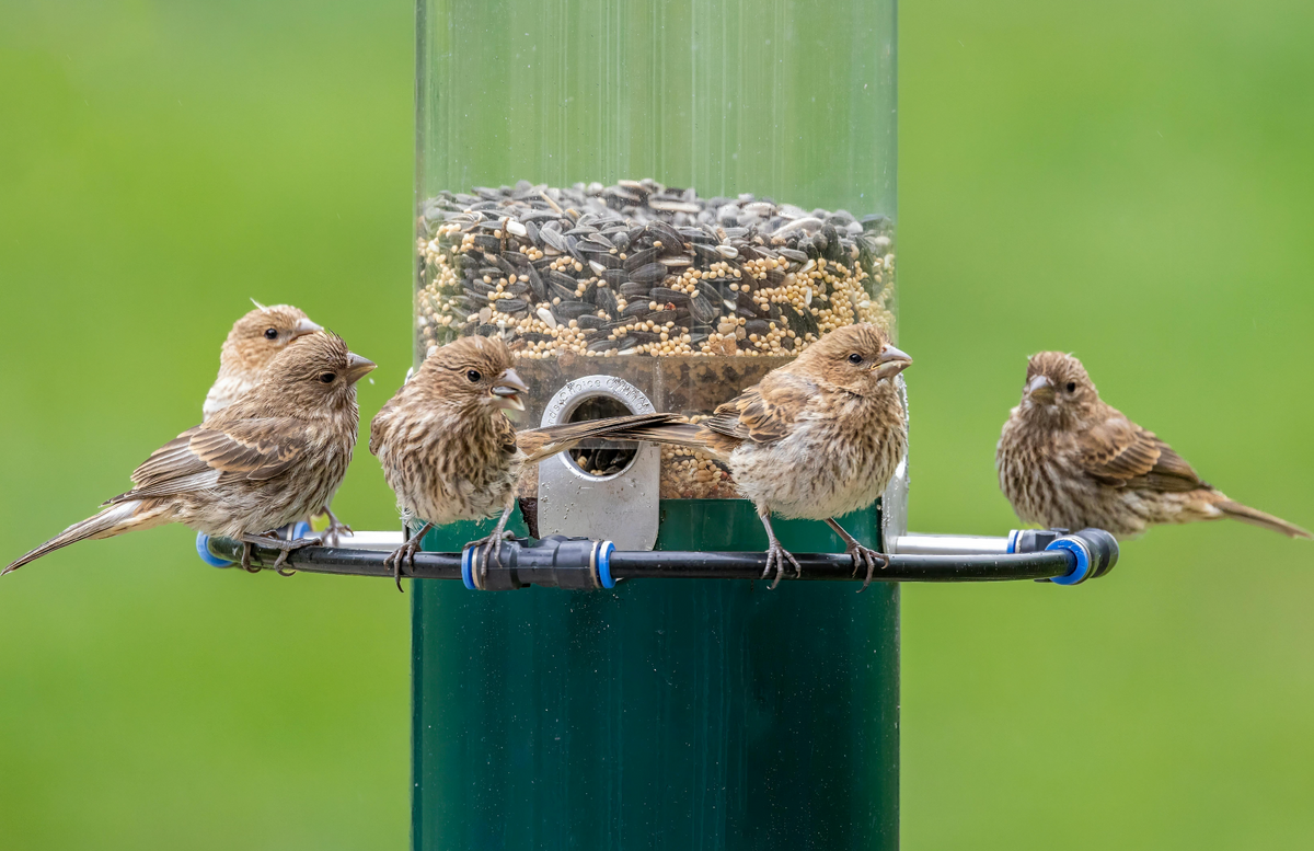 Common Backyard Birds You’ll See at Your Feeder