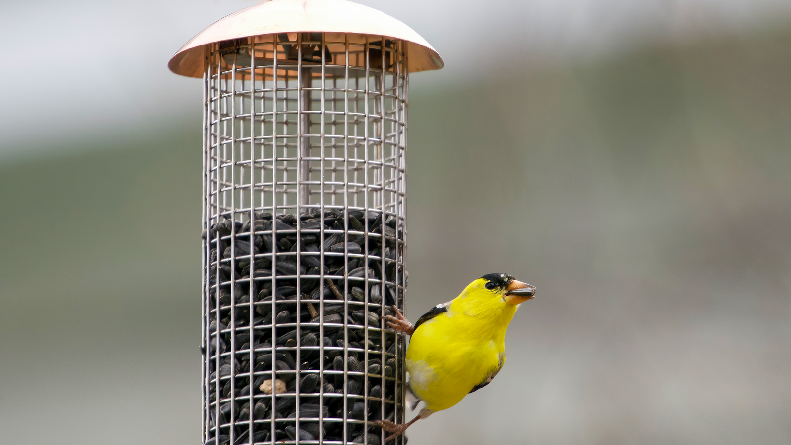 an American Goldfinch sits on a Birds Choice sunflower seed feeder
