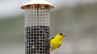 Add a splash of yellow! | Learn how to attract American Goldfinches to your yard