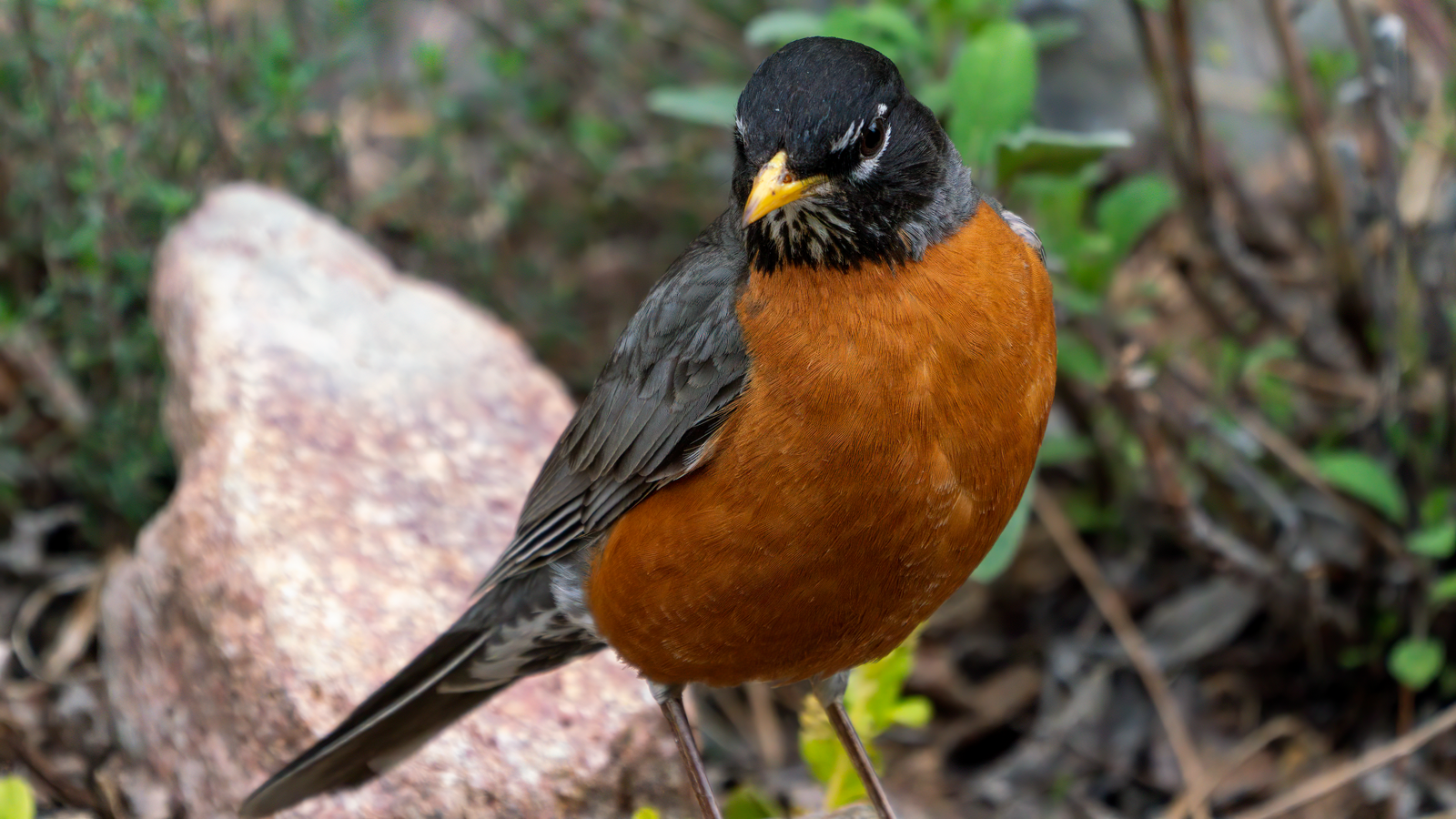 Sustainable Bird Feeders Offer Solutions to Attracting Birds and Minimizing Plastic Waste