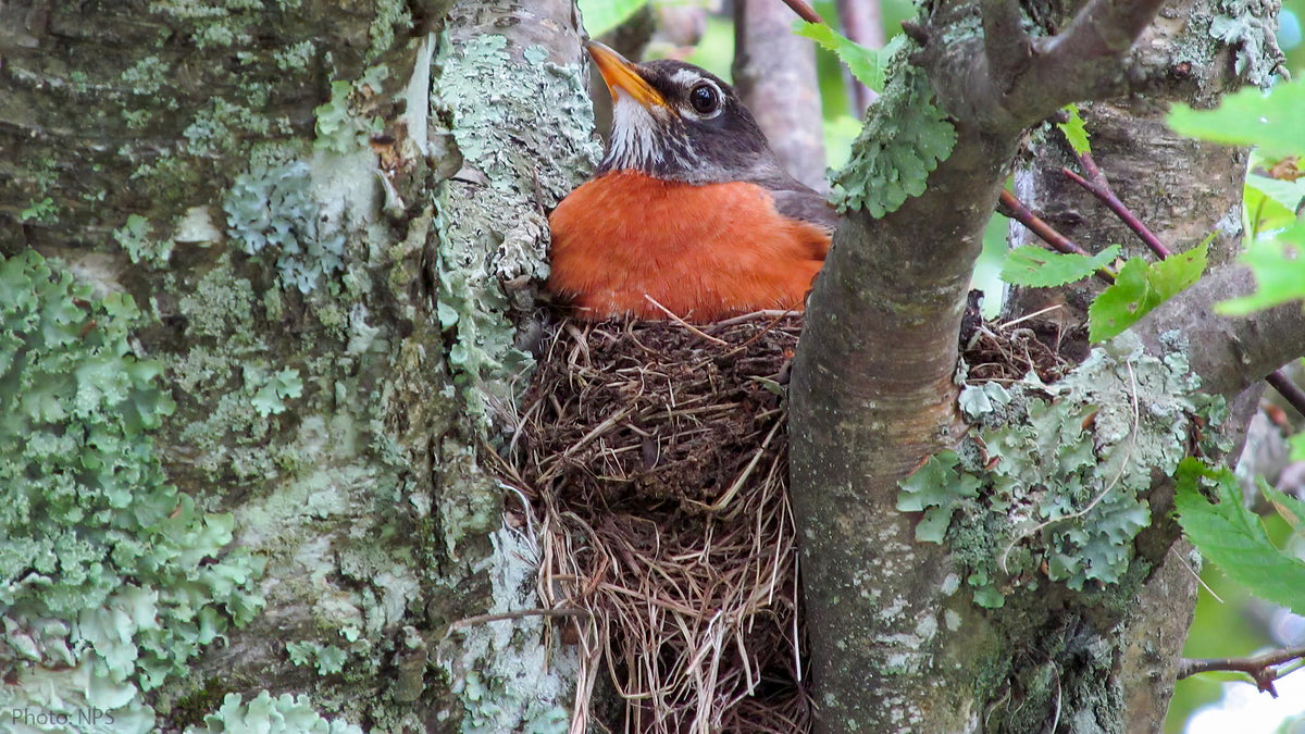 How to help nesting birds with our yards and bird feeders