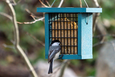 Fatten Up Your Birds! | Use suet to help winter birds.