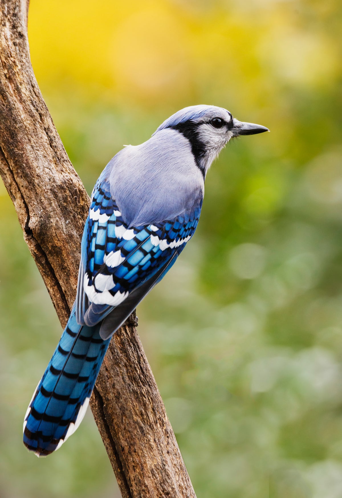 blue jay in the fall