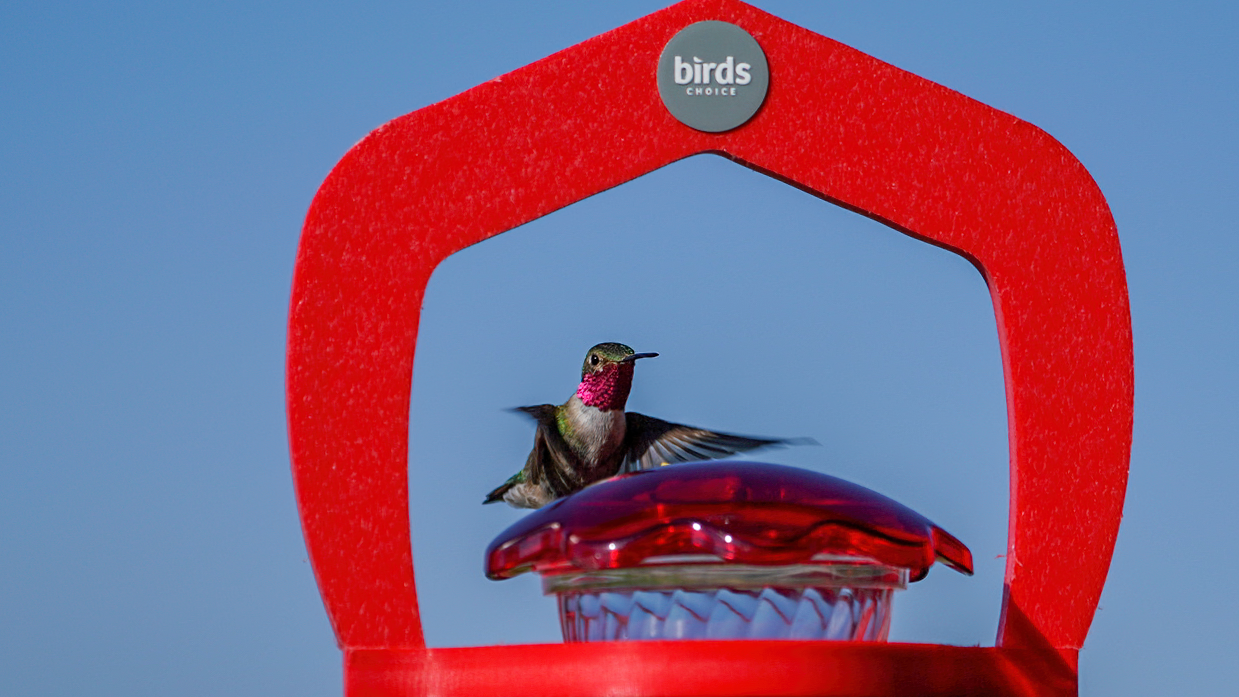 broad-tailed hummingbird feeding at a Birds Choice hummingbird feeder