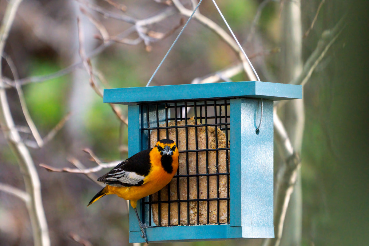 a bullock's oriole sits on a Birds Choice suet feeder