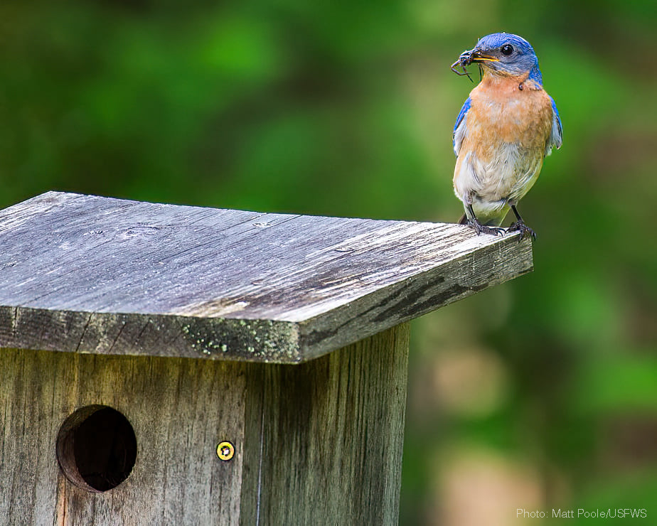 an eastern bluebird sits on a nest box with an insect in its bill
