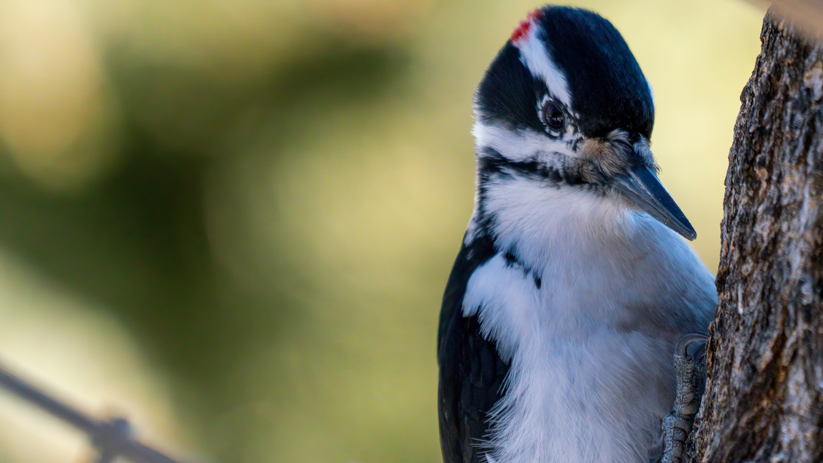 a hairy woodpecker pecking on a tree