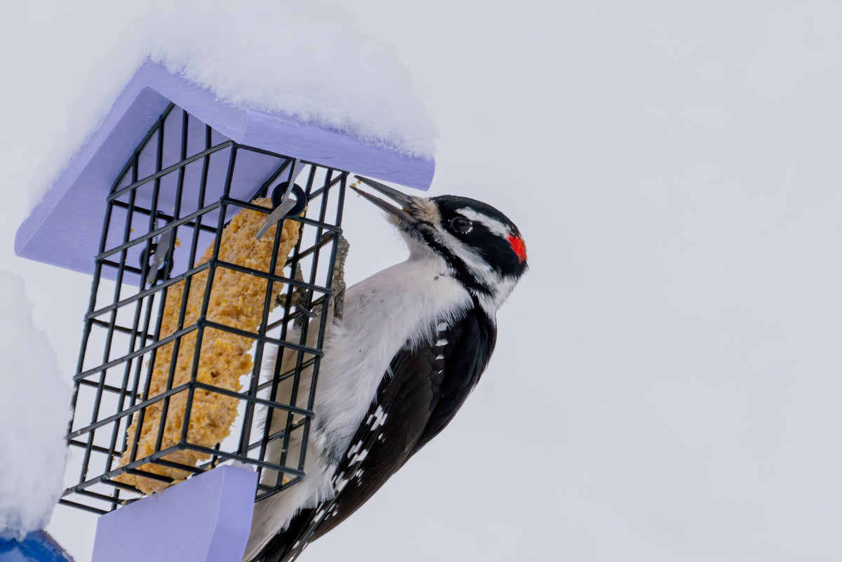 a hairy woodpecker feeds on suet on a birds choice lavender suet feeder