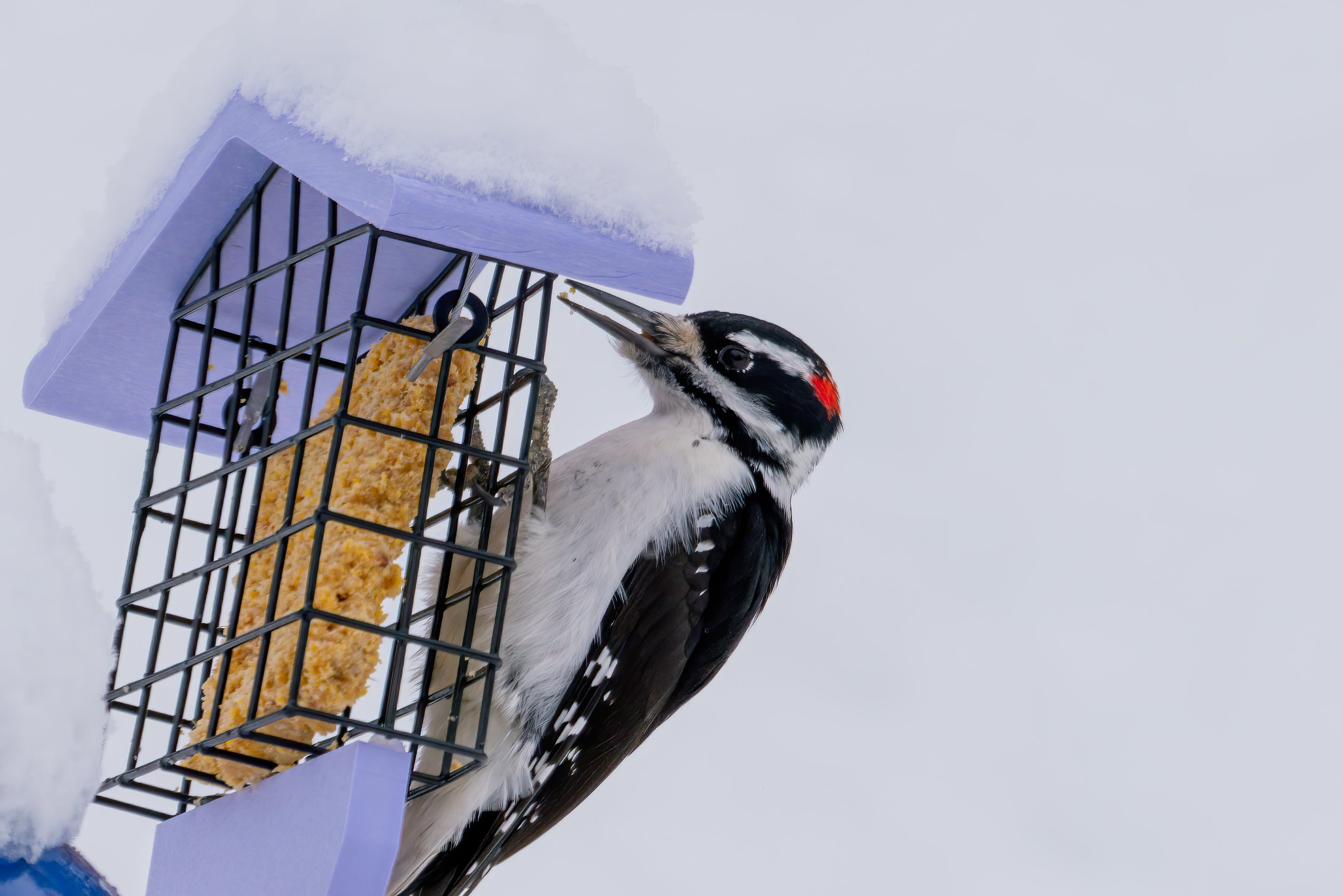 a hairy woodpecker feeds on suet on a birds choice lavender suet feeder