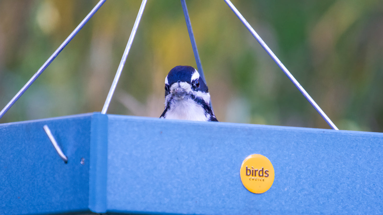 a hairy woodpecker sits in a platform feeder with its head peeking up