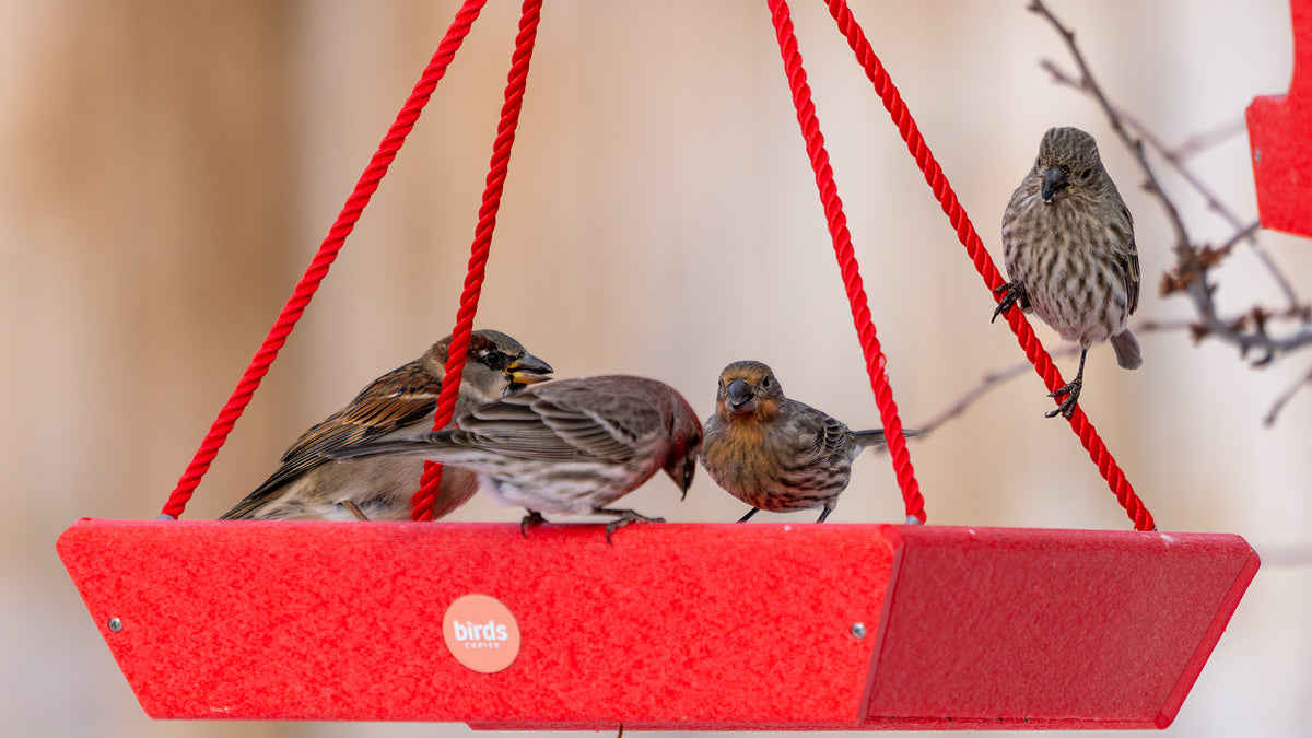 House Finches and a House Sparrow sit on a Birds Choice Color Pop Red Platform Bird Feeder