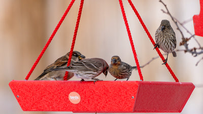 Participate in the Great Backyard Bird Count with Your Backyard Bird Feeders