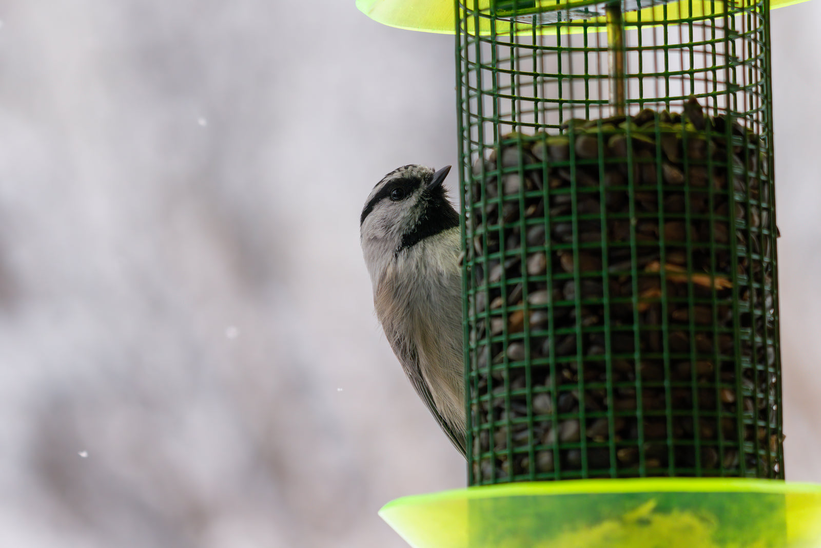 mountain chickadee eating a seed in the snow
