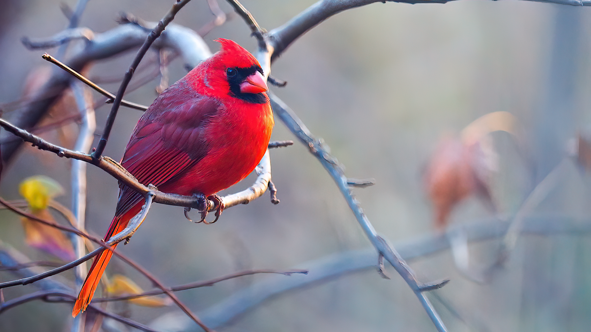 a Northern Cardinal sits in a tree while the sun rises