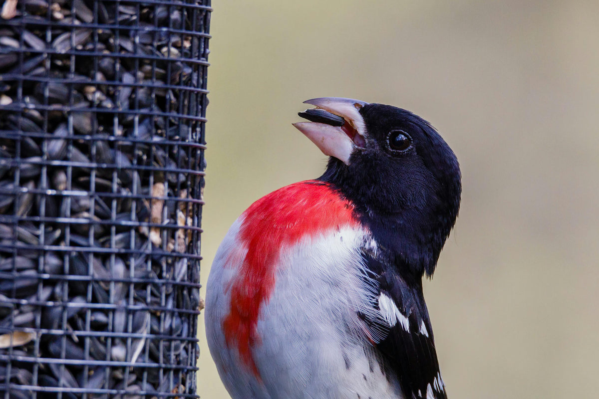 Types of Bird Food: What to Feed Backyard Birds and When