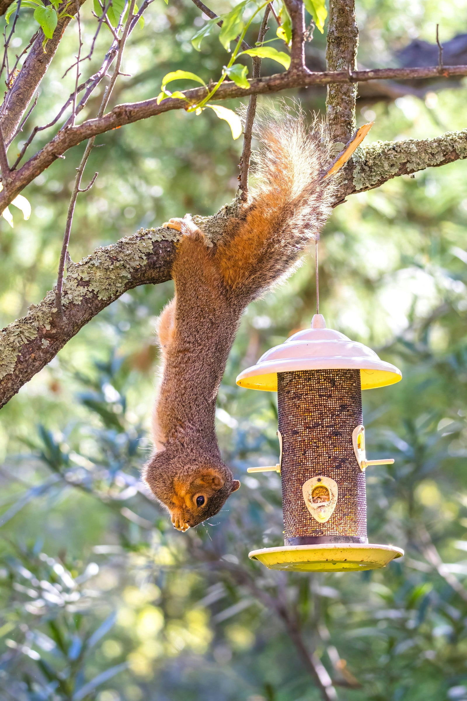 How to Keep Squirrels Out of Your Bird Feeders This Spring