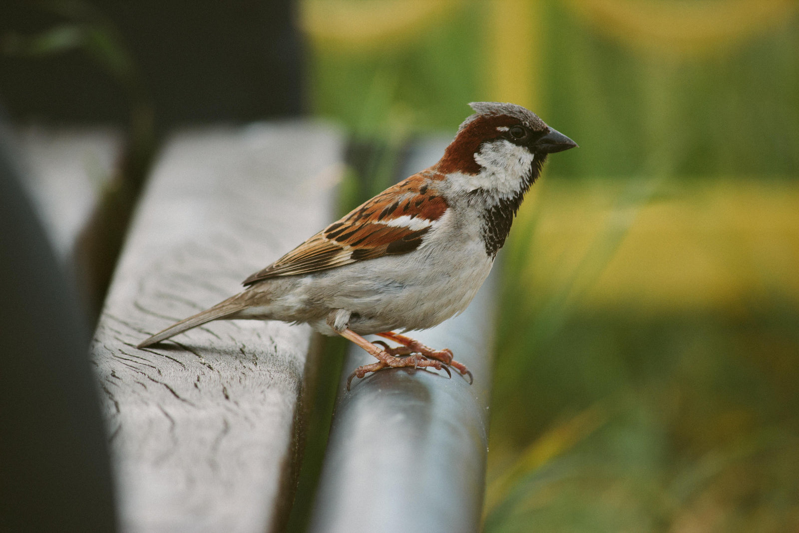 Bird Spotlight: The Sparrow - A Small Bird with Big Surprises
