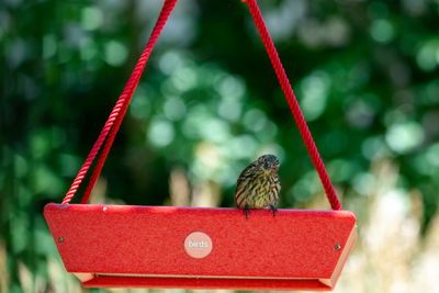 How to attract Pine Siskins to your yard - Prepare for the Pine Siskin influx of 2023/2024