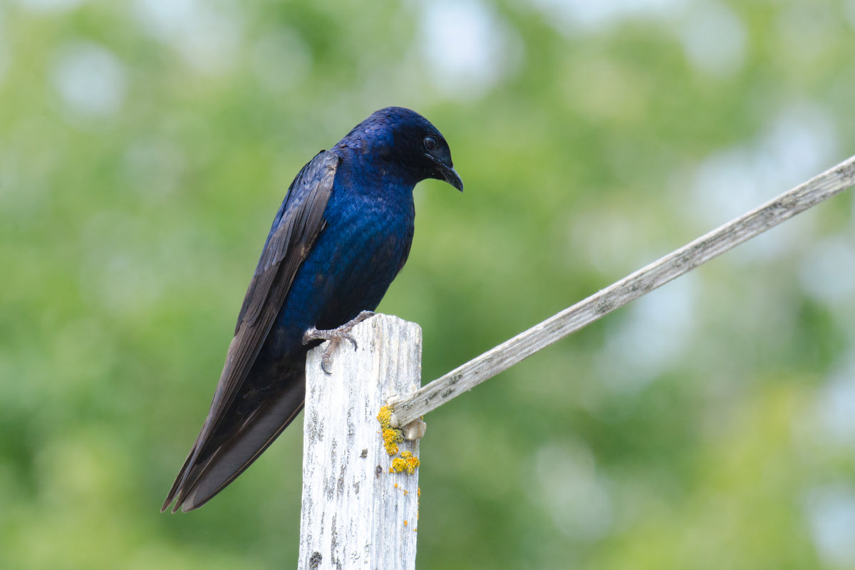 A male Purple Martin perches while looking below.