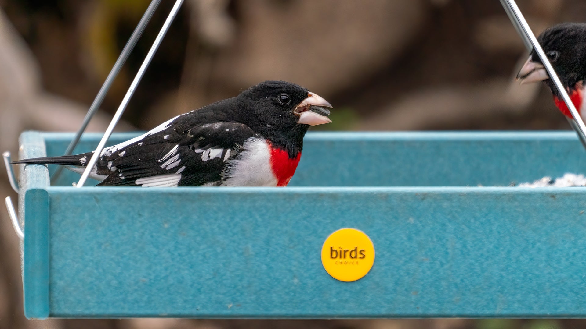 a rose-breasted grosbeak sits on a Birds Choice lake blue collection recycled plastic feeder