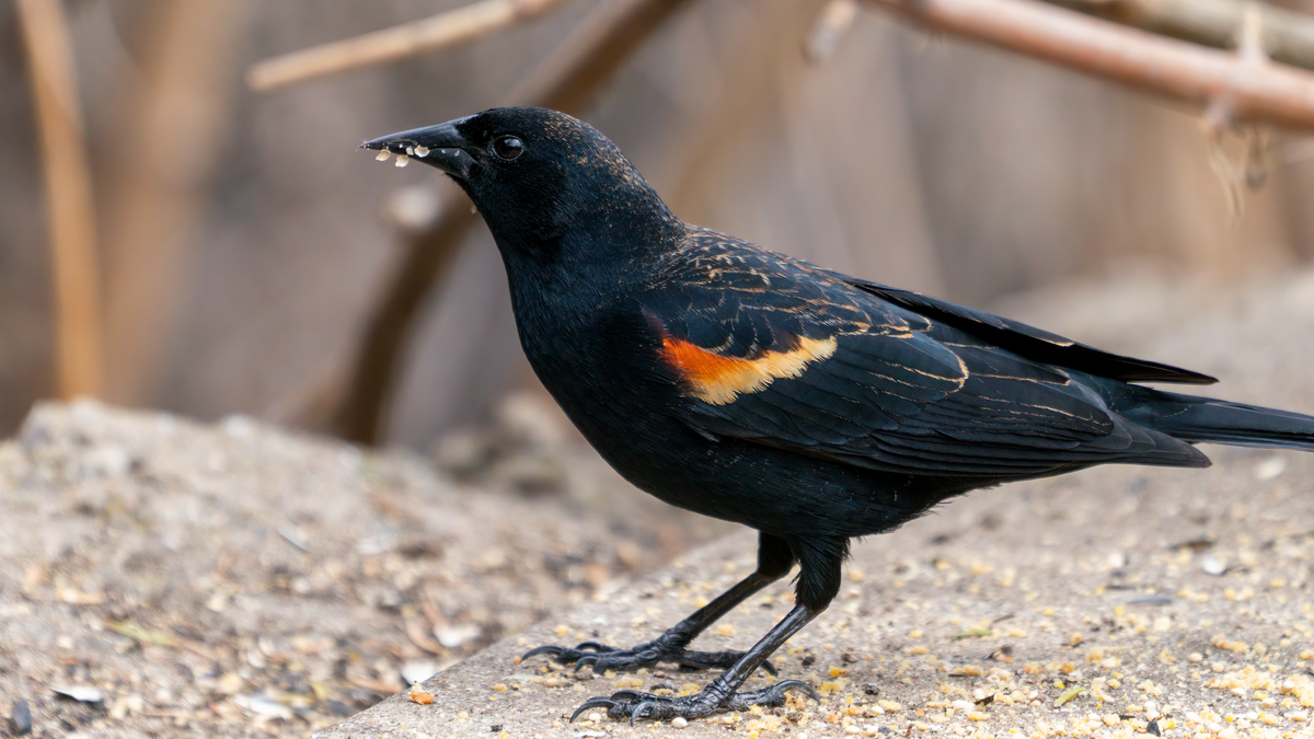 a red-winged blackbird stuffs its face with birdseed