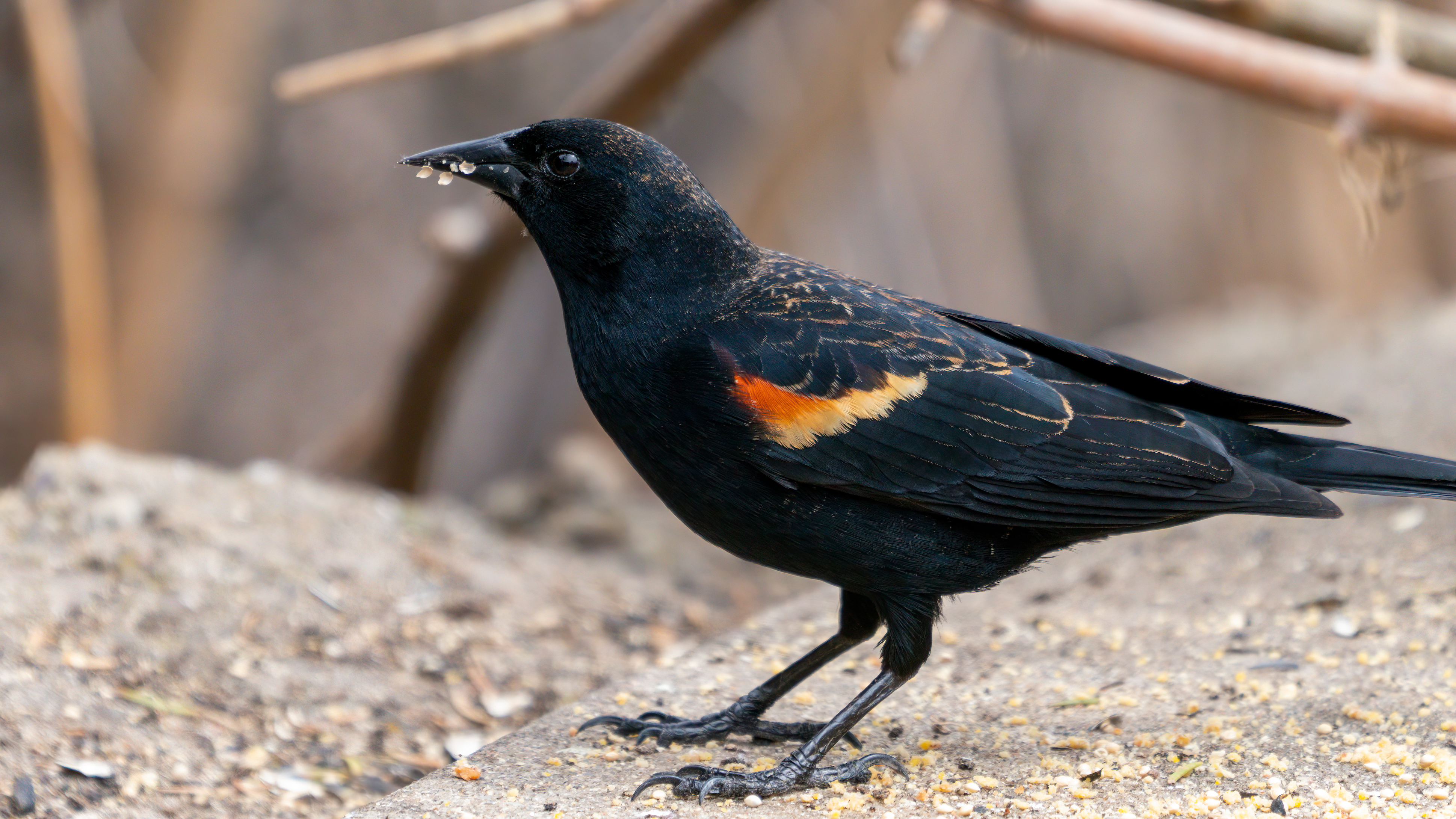 a red-winged blackbird stuffs its face with birdseed