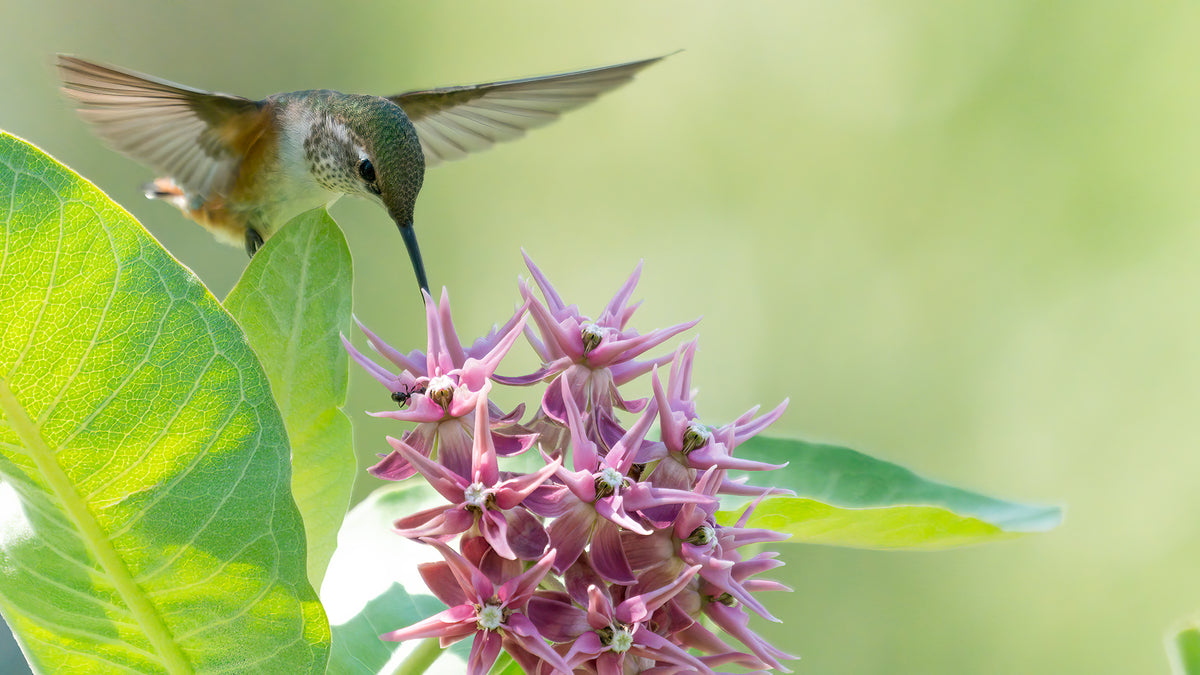 A Rufous Hummingbird visits milkweed for nectar.