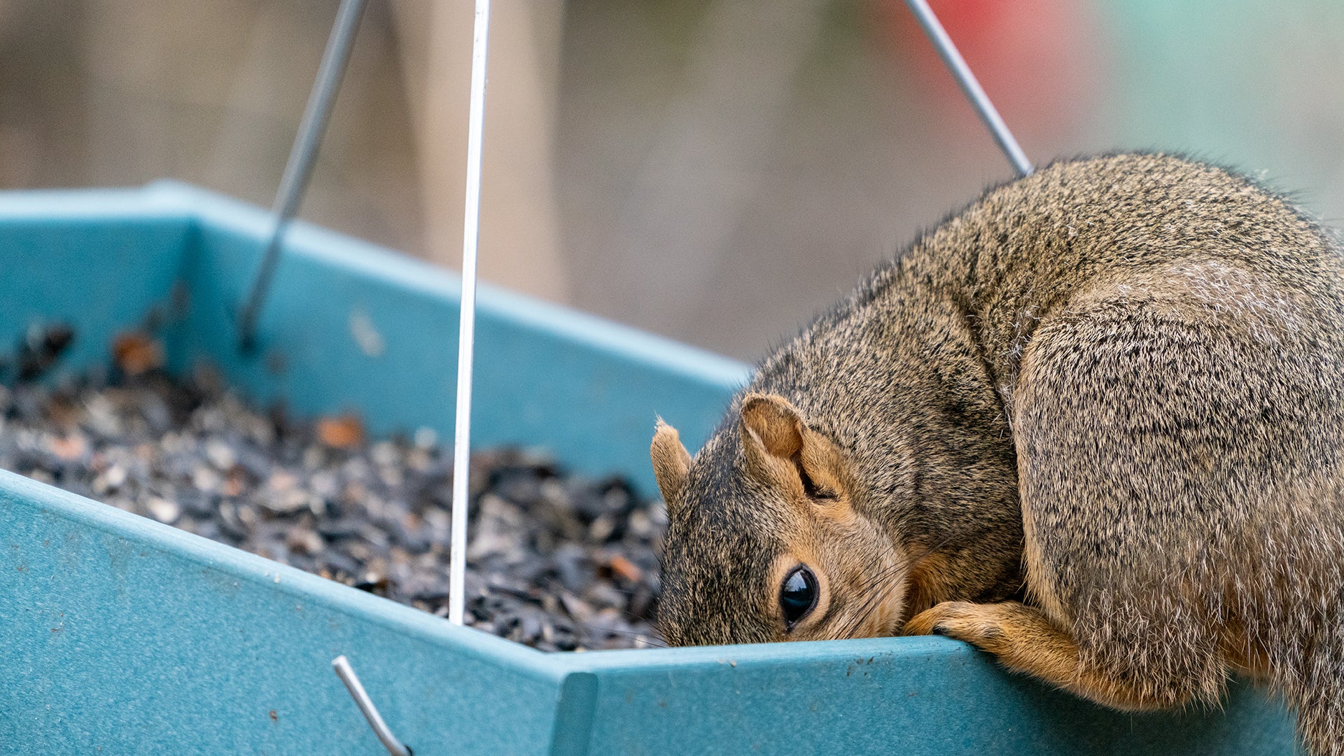 a fox squirrel sits in a Birds Choice platform feeder
