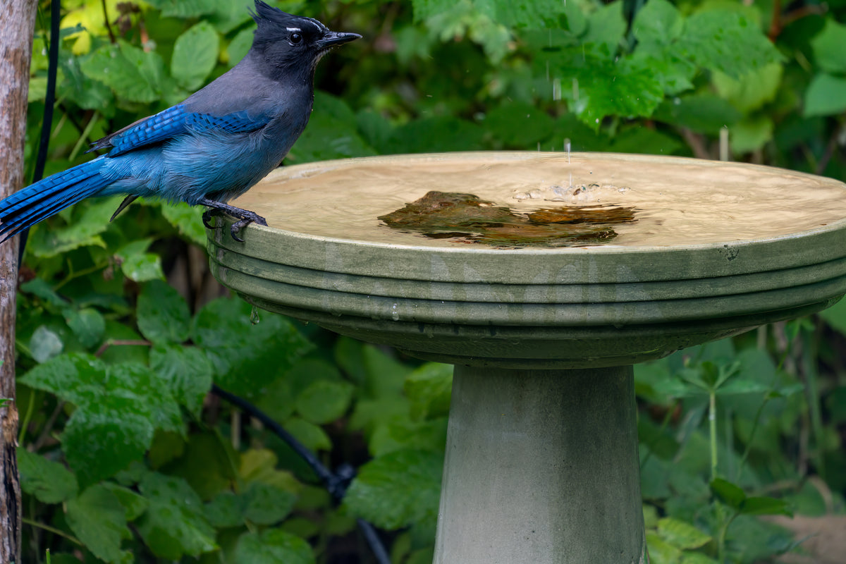 Let birds bathe in your kindness and generosity!
