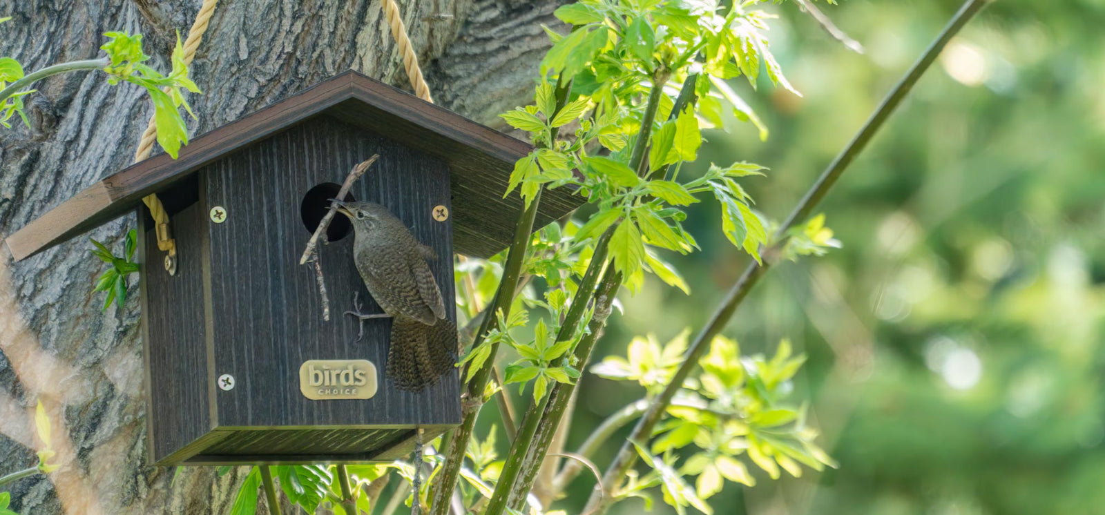 Spring is for House Hunting | How to care for Birds Choice Bird Houses