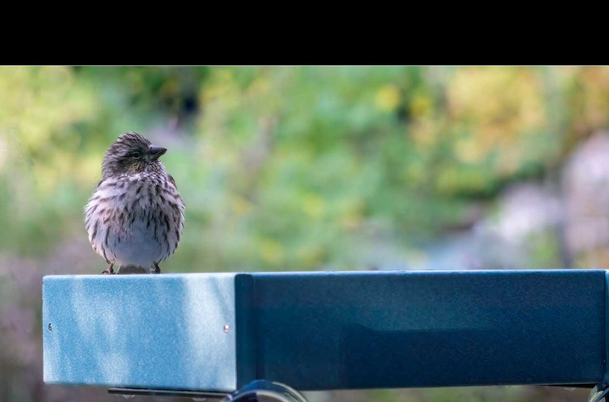 Window Mount Bird Feeders