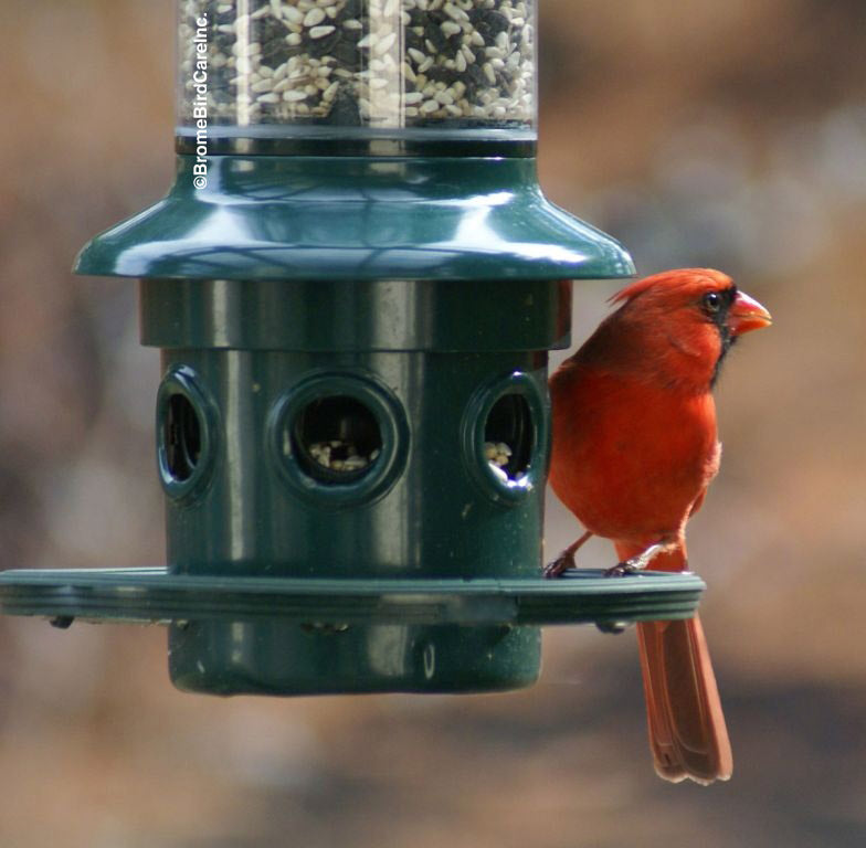Brome Squirrel Buster Plus Squirrel-proof Bird Feeder w/Cardinal Ring - Birds Choice