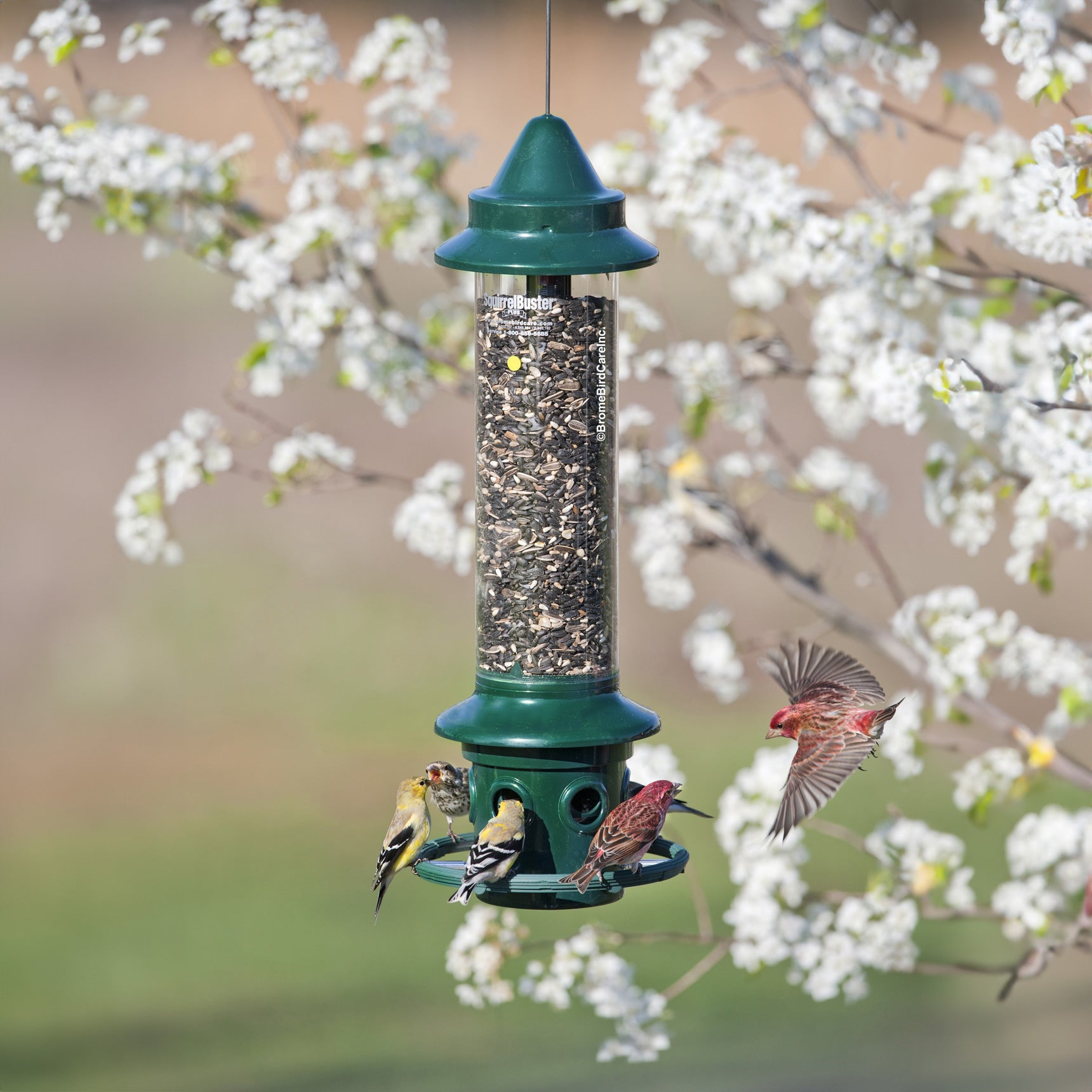 Brome Squirrel Buster Plus Squirrel proof Bird Feeder W Cardinal Ring brome-squirrel-buster-plus-squirrel-proof-bird-feeder-w-cardinal-ring